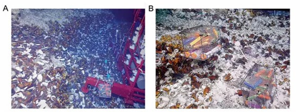 1621933035273455.jpg 640 (3).jpg